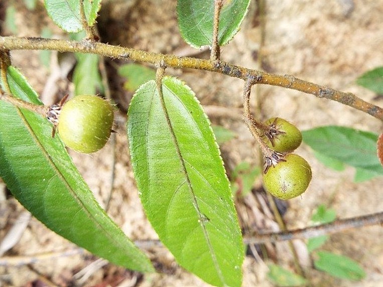 Đặc điểm, công dụng, bài thuốc chữa bệnh từ cây cò ke 1 Chữa bệnh từ cây cò ke