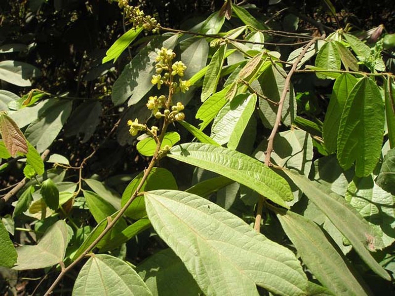 Đặc điểm, công dụng, bài thuốc chữa bệnh từ cây cò ke 2 Công dụng chữa bệnh từ cây cò ke