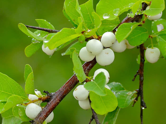 Một số bài thuốc y học cổ truyền chữa bệnh từ cây cơm nguội 2 Bài thuốc y học cổ truyền chữa bệnh từ cây cơm nguội