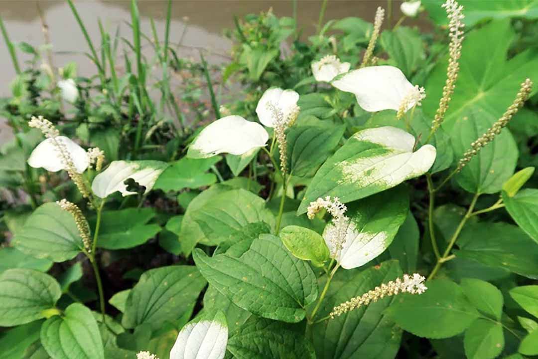 Các bài thuốc Đông y chữa bệnh từ cây hàm ếch hiệu quả 3 Chữa bệnh từ cây hàm ếch