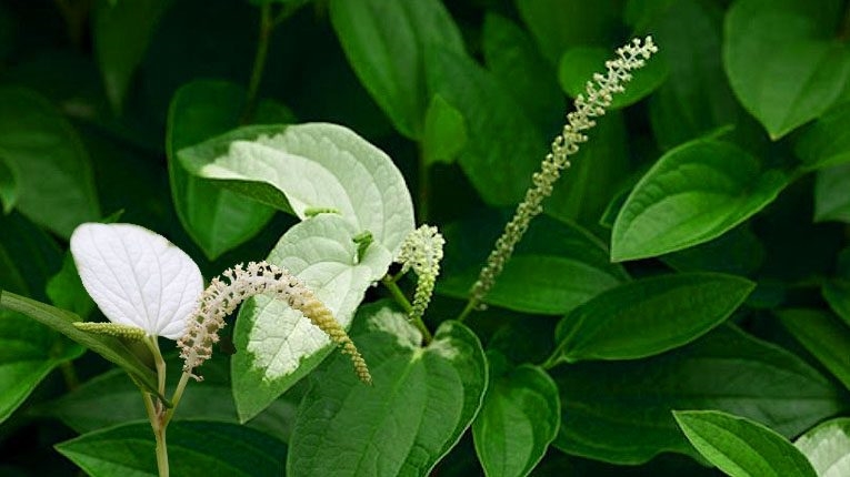 Các bài thuốc Đông y chữa bệnh từ cây hàm ếch hiệu quả 1 Công dụng chữa bệnh từ cây hàm ếch