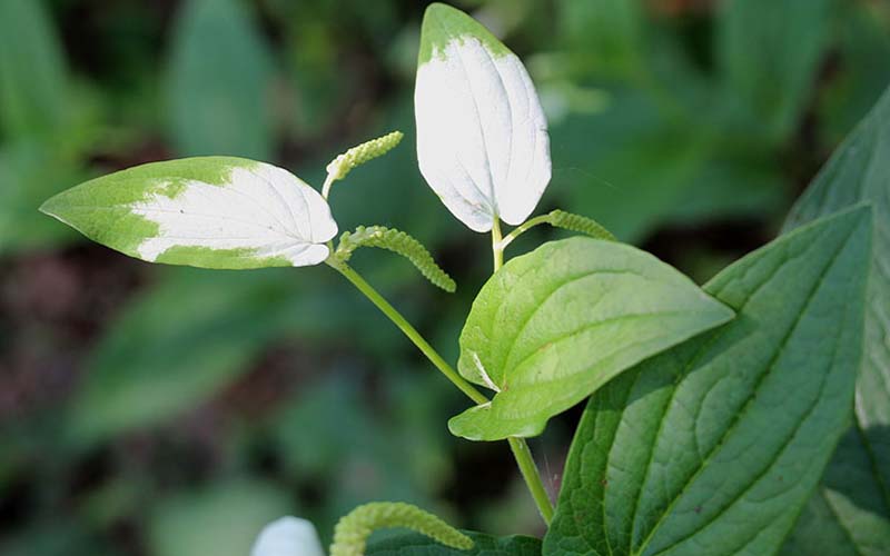 Các bài thuốc Đông y chữa bệnh từ cây hàm ếch hiệu quả 2 Bài thuốc chữa bệnh từ cây hàm ếch