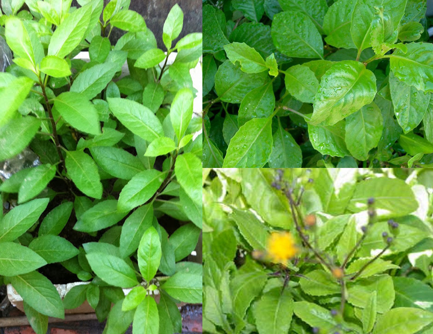 Một số bài thuốc kinh nghiệm chữa bệnh từ cây kim thất 2 Bài thuốc chữa bệnh từ cây kim thất