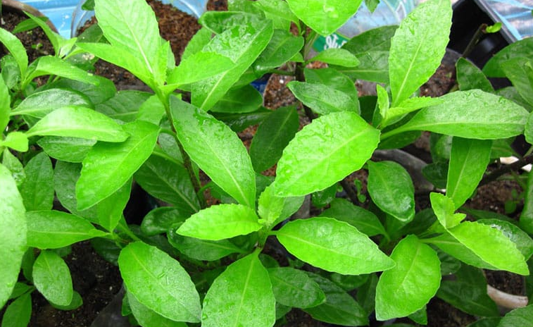 Một số bài thuốc kinh nghiệm chữa bệnh từ cây kim thất 1 Công dungj chữa bệnh từ cây kim thất