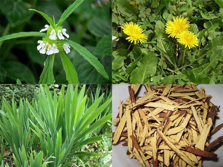Một số bài thuốc dân gian thường dùng chữa bệnh từ cây mè đất 2 Bài thuốc dân gian chữa bệnh từ cây mè đất