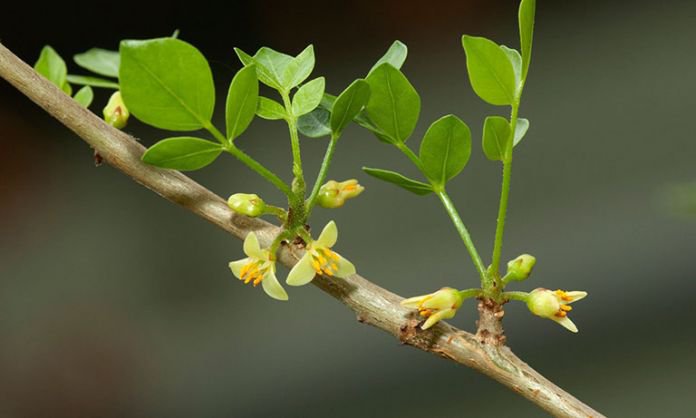 Tham khảo các bài thuốc Đông y chữa bệnh từ cây một dược 3 Lưu ý khi dùng các bài thuốc chữa bệnh từ cây một dược