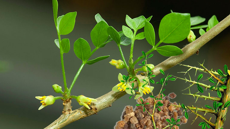 Tham khảo các bài thuốc Đông y chữa bệnh từ cây một dược 1 Công dụng chữa bệnh từ cây một dược