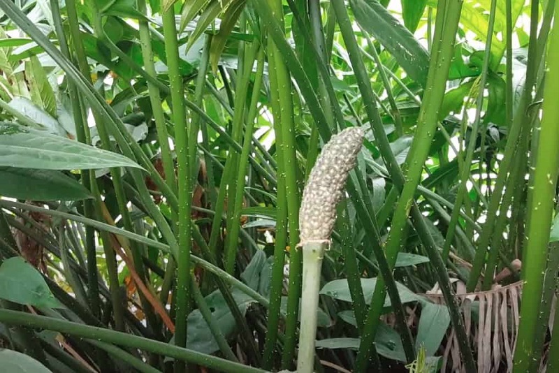 Một số bài thuốc chữa bệnh từ cây mướp gai hiệu quả 1 Chữa bệnh từ cây mướp gai