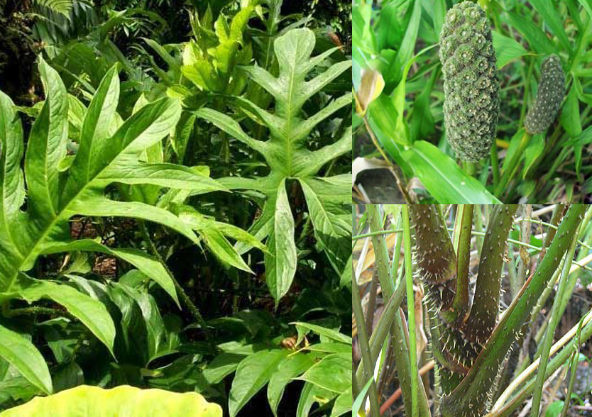 Một số bài thuốc chữa bệnh từ cây mướp gai hiệu quả 3 Chữa bệnh từ cây mướp gai hiệu quả
