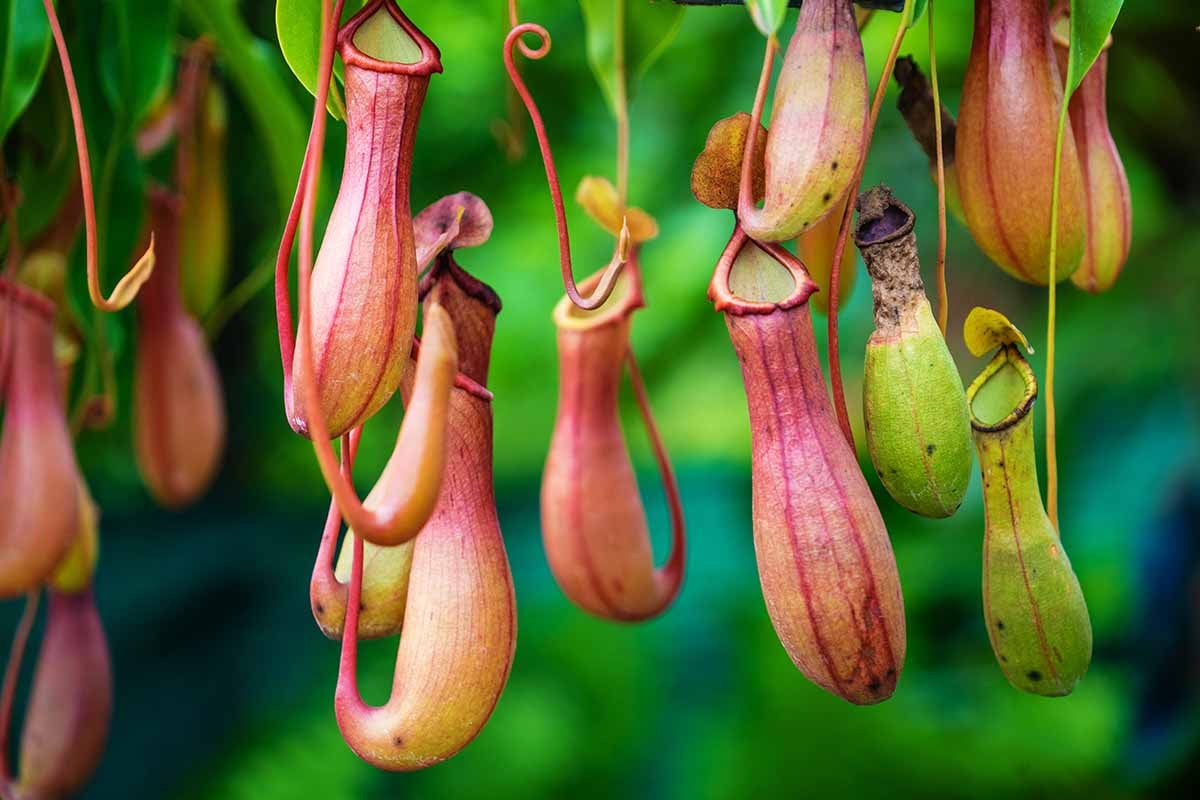 Một số bài thuốc Đông y chữa bệnh từ cây nắp ấm 3 Chữa bệnh từ cây nắp ấm