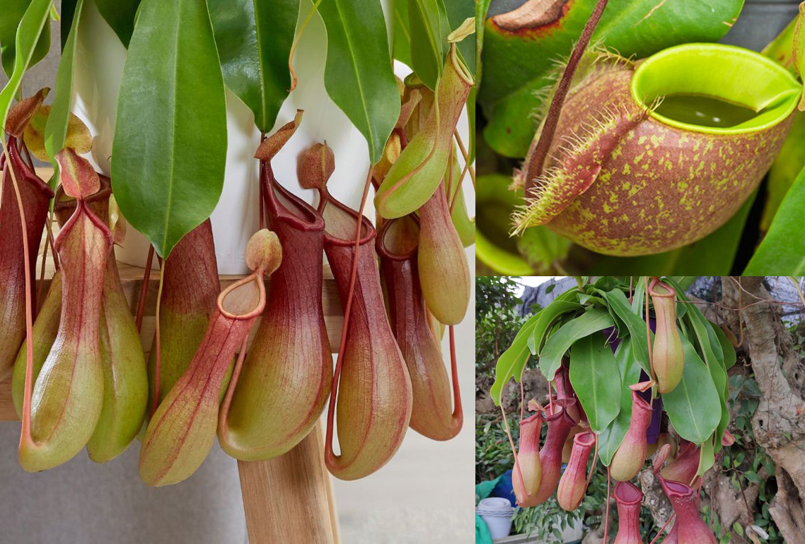 Một số bài thuốc Đông y chữa bệnh từ cây nắp ấm 2 Bài thuốc Đông y chữa bệnh từ cây nắp ấm