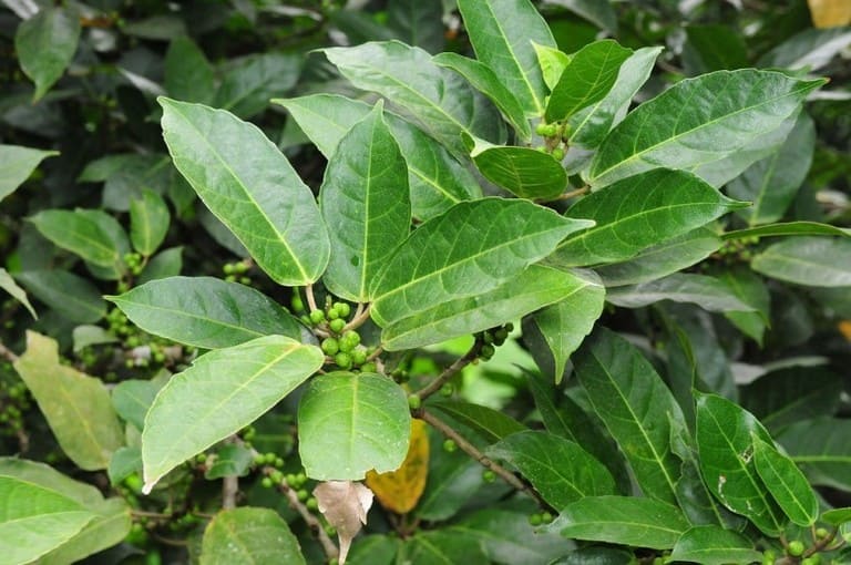 Bài thuốc chữa bệnh từ cây ngái có thể bạn chưa biết 1 Chữa bệnh từ cây ngái