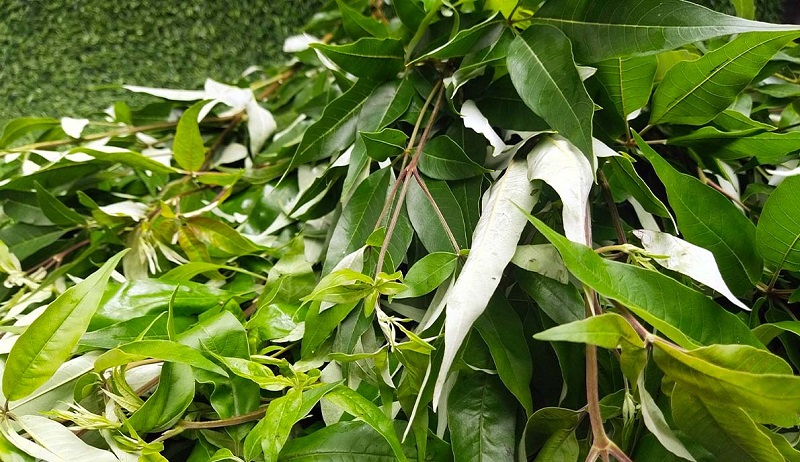 Bài thuốc kinh nghiệm dân gian chữa bệnh từ cây ngũ trảo 1 Công dụng chữa bệnh từ cây ngũ trảo