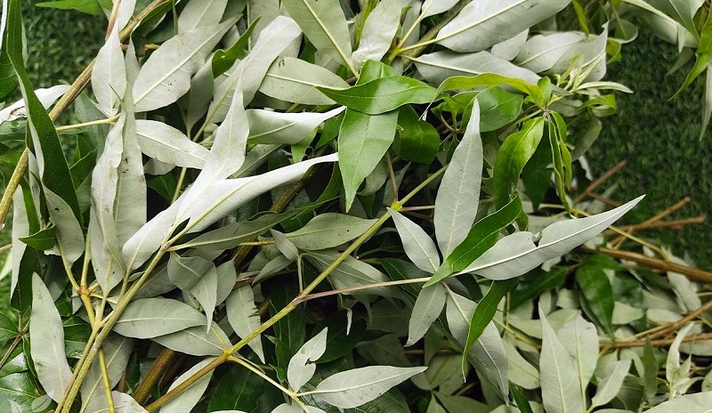 Bài thuốc kinh nghiệm dân gian chữa bệnh từ cây ngũ trảo 3 Bài thuốc chữa bệnh từ cây ngũ trảo