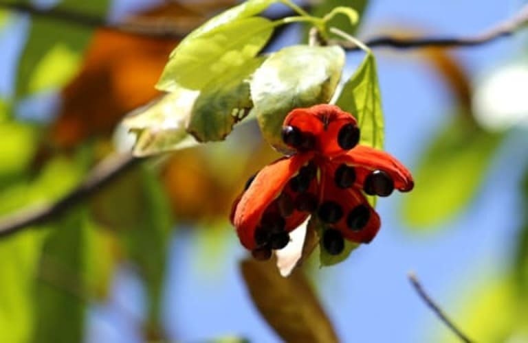 Công dụng chữa bệnh từ cây sảng