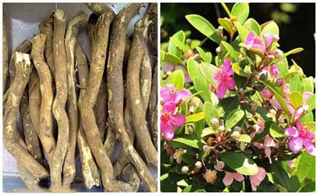 Tổng hợp các bài thuốc dân gian chữa bệnh từ cây sim hiệu quả 2 Bài thuốc chữa bệnh từ cây sim