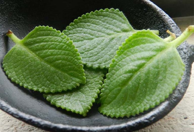 Bài thuốc chữa bệnh từ cây tần quy