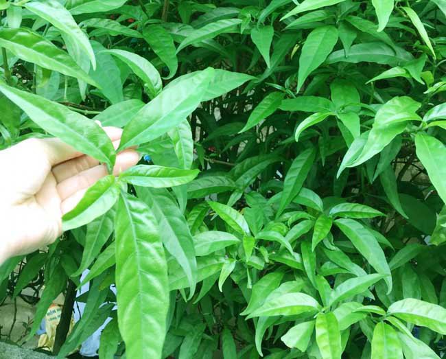 Bài thuốc chữa bệnh từ cây xương khỉ