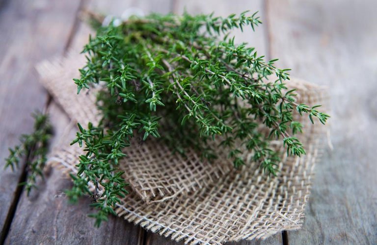 Công dụng và cách sử dụng bài thuốc chữa bệnh từ cỏ xạ hương 1 Công dụng chữa bệnh từ cỏ xạ hương