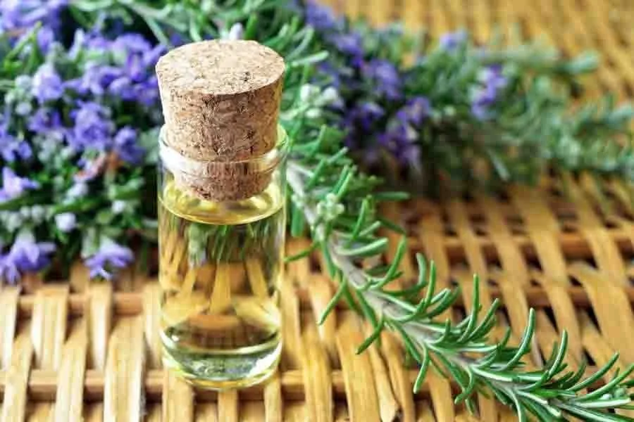 Công dụng và cách sử dụng bài thuốc chữa bệnh từ cỏ xạ hương 3 Cách sử dụng bài thuốc chữa bệnh từ cỏ xạ hương