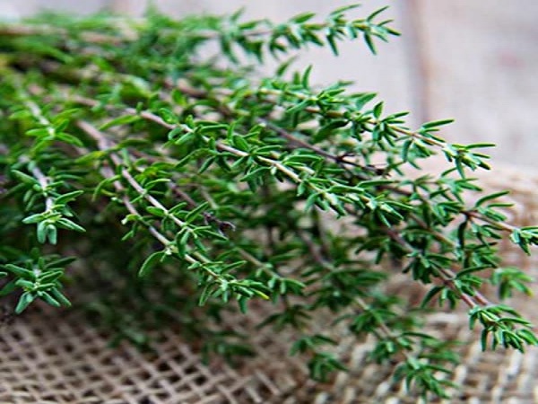Công dụng và cách sử dụng bài thuốc chữa bệnh từ cỏ xạ hương 2 Chữa bệnh từ cỏ xạ hương