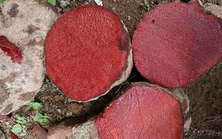 Công dụng, bài thuốc Đông y chữa bệnh từ củ nâu 2 Bài thuốc chữa bệnh từ củ nâu