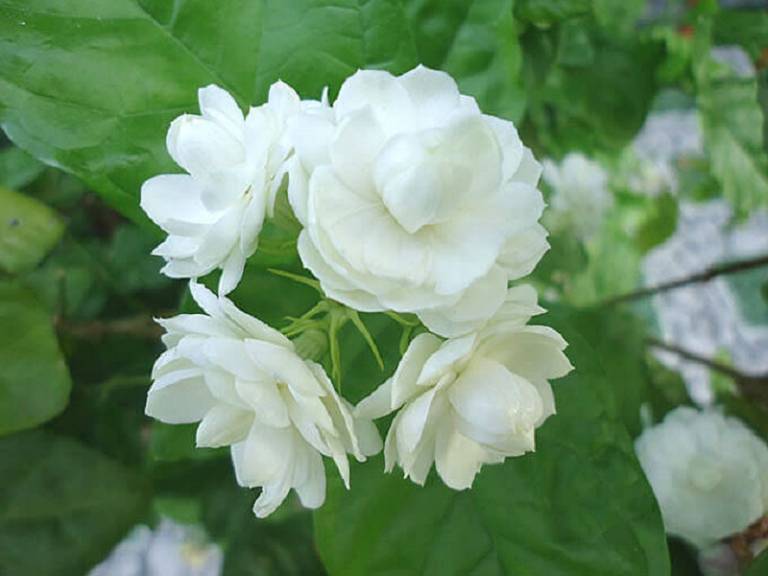 Bài thuốc chữa bệnh từ hoa nhài