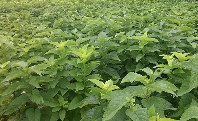 Trị viêm hạch, lao hạch, nhọt vú từ huyền sâm