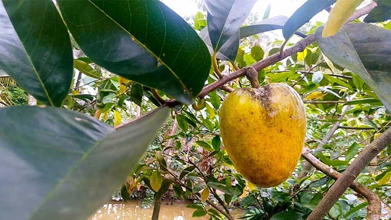 Bài thuốc dân gian chữa bệnh từ quả bình bát 1 Chữa bệnh từ quả bình bát