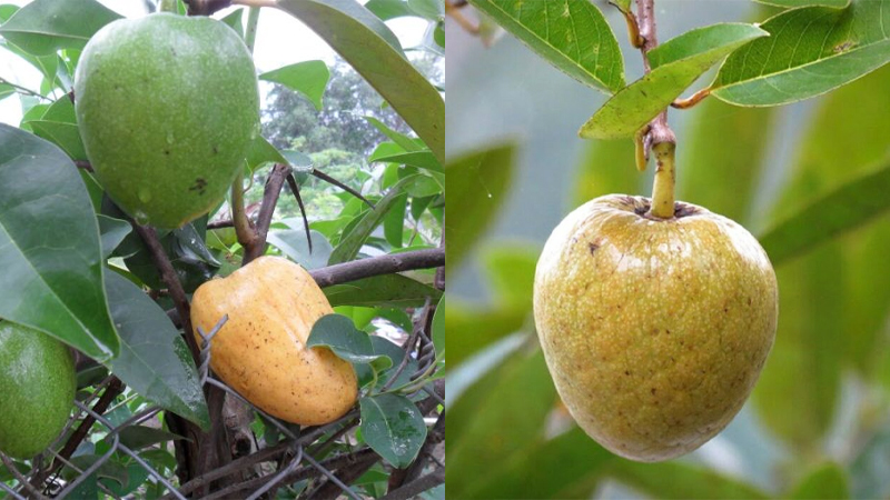 Bài thuốc dân gian chữa bệnh từ quả bình bát 2 Công dụng chữa bệnh từ quả bình bát