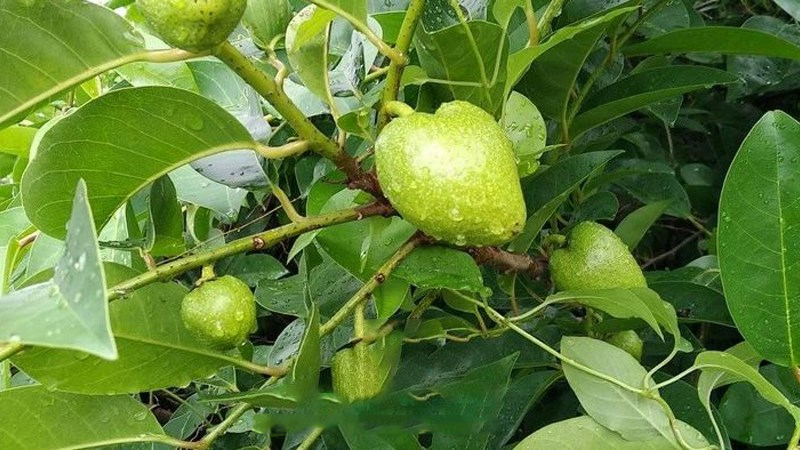 Bài thuốc dân gian chữa bệnh từ quả bình bát 3 Bài thuốc chữa bệnh từ quả bình bát