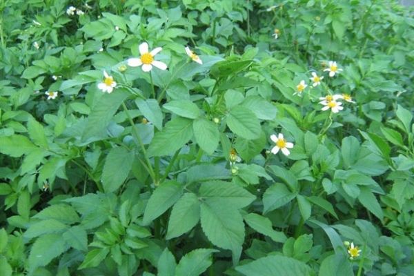 Một số phương pháp Đông y chữa bệnh từ rau bô binh 1 Chữa bệnh từ rau bô binh