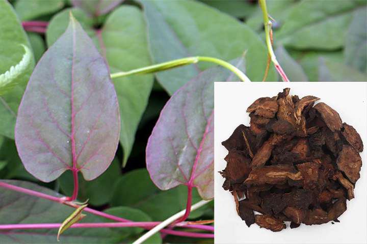 Một số bài thuốc chữa bệnh từ hà thủ ô có thể bạn chưa biết 1 Chữa bệnh từ hà thủ ô