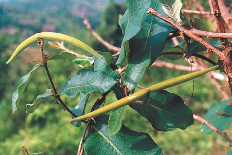 Một số bài thuốc chữa bệnh từ hà thủ ô có thể bạn chưa biết 3 Bài thuốc chữa bệnh từ hà thủ ô hiệu quả