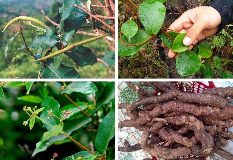 Một số bài thuốc chữa bệnh từ hà thủ ô có thể bạn chưa biết 2 Bài thuốc chữa bệnh từ hà thủ ô